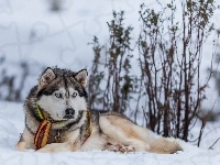 Siberian husky, Śnieg