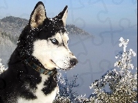 Śnieg, Siberian, Husky, Góry