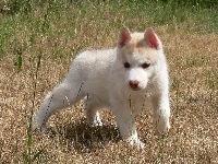 Siberian Husky, Szczeniak