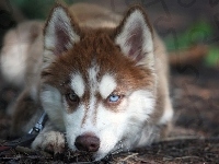 Siberian Husky, Szczeniak