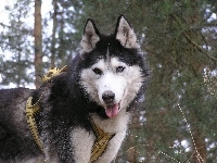 Siberian Husky, szelki