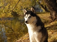 Siberian Husky, Woda