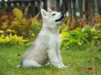 Szczeniak, Husky, Ogród