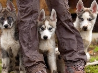 Husky, Szczeniaki, Trzy, Nogi