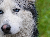 Husky