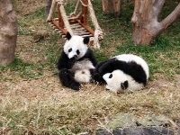 Huśtawka, Misie, Panda, ZOO