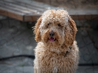 Hybryda, Labradoodle, Pies