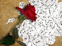 I, Róża, You, Czerwona, Karteczki, Love