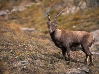 Łąka, Ibex, Kamienie