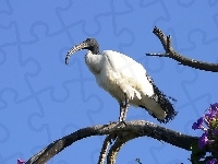 Ibis, Czczony