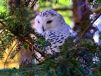 Gałązki, Sowa, Śnieżna, Iglak