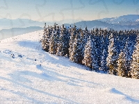 Las, Iglaki, Drzewa, Śnieg, Góry