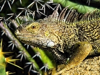 Iglaste, Zielona, Iguana, Gałązki