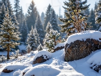 Głazy, Zima, Kamienie, Iglaste, Ośnieżone, Śnieg, Drzewa