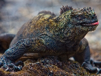 Iguana