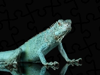 Legwan niebieski, Drewno, Iguana, Tło, Czarne