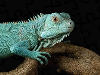 Legwan niebieski, Konar, Iguana, Zbliżenie, Drewno