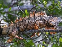 Iguana, Drzewo