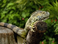 Pień, Iguana, Legwan zielony, Drzewa