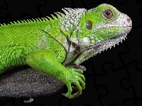 Zbliżenie, Iguana, Legwan zielony, Drzewo