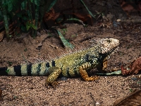 Iguana, Liście