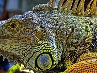 Iguana