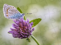 Motyl, Roślina, Modraszek ikar, Koniczyna, Kwiat