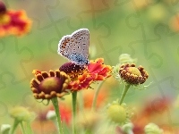Modraszek ikar, Owad, Dzielżan ogrodowy, Kwiaty, Motyl