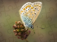Modraszek ikar, Roślina, Motyl, Zbliżenie