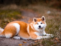 Ścieżka, Rudo-biały, Leżący, Pies, Trawa, Akita inu