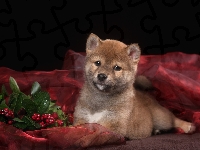 Pies, Szczeniak, Shiba inu, Jagody, Czerwone