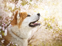 Pies, Mordka, Akita inu, Kwiaty, Gałązki