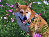 Pies, Obroża, Shiba inu, Kosmea, Kwiaty