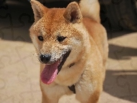 Shiba Inu, Język