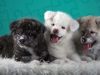 Szczeniaczki, Słodkie, Akita Inu