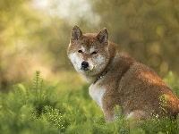 Trawa, Pies, Akita Inu
