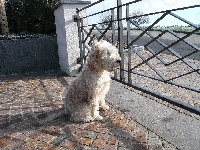 Irish Soft coated wheaten terrier, ogrodzenie