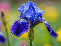 Kwiat, Irys, Niebieski, Zbliżenie, Krople