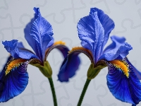 Niebieskie, Dwa, Rozkwitnięte, Irysy