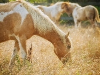 Koń, Izabelowaty, Bokeh