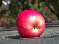 Jabłko, Czerwone
