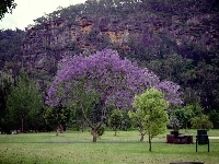 Łąka, Jacaranda, Góry