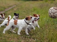 Piłką, Jack Russell Terrier, Psy, Zabawa, Łąka