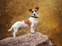 Skała, Jack Russell terier, Pies