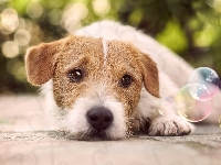 Bańki, Jack Russell terrier, Pies