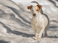 Śnieg, Jack Russell terrier, Pies