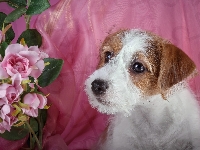 Kwiaty, Jack Russell terrier, Szczeniak