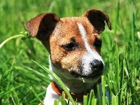 Jack Russel Terrier, Trawa