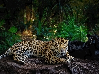 Skała, Czarna pantera, Jaguar, Grafika 2D