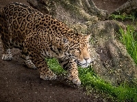 Jaguar, Ścieżka